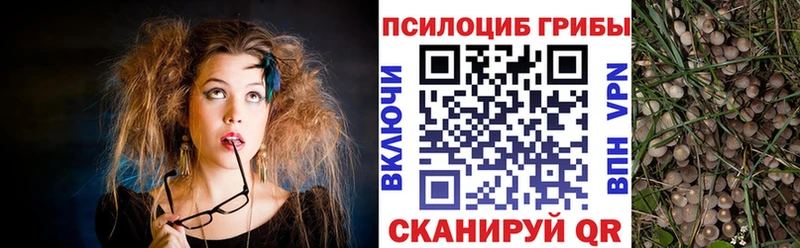 Купить закладки  Суздаль  Галлюциногенные грибы GOLDEN TEACHER 